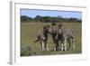 A21C2417Zebra - Burchells-Bob Langrish-Framed Giclee Print