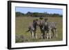 A21C2417Zebra - Burchells-Bob Langrish-Framed Giclee Print