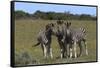 A21C2417Zebra - Burchells-Bob Langrish-Framed Stretched Canvas