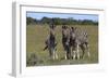 A21C2418Zebra - Burchells-Bob Langrish-Framed Giclee Print