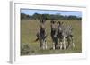 A21C2418Zebra - Burchells-Bob Langrish-Framed Giclee Print