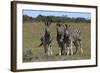 A21C2418Zebra - Burchells-Bob Langrish-Framed Giclee Print