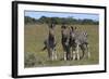 A21C2418Zebra - Burchells-Bob Langrish-Framed Giclee Print