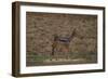 A21C2451Black-backed Jackal-Bob Langrish-Framed Giclee Print