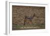 A21C2451Black-backed Jackal-Bob Langrish-Framed Giclee Print