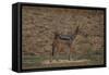 A21C2451Black-backed Jackal-Bob Langrish-Framed Stretched Canvas