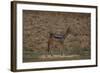 A21C2451Black-backed Jackal-Bob Langrish-Framed Giclee Print