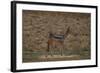 A21C2451Black-backed Jackal-Bob Langrish-Framed Giclee Print