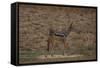 A21C2451Black-backed Jackal-Bob Langrish-Framed Stretched Canvas