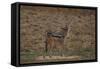 A21C2452Black-backed Jackal-Bob Langrish-Framed Stretched Canvas