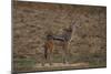 A21C2452Black-backed Jackal-Bob Langrish-Mounted Giclee Print