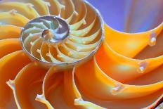 Close-Up of a Nautilus Shell Section-aabeele-Stretched Canvas