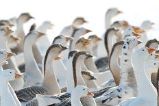 Domestic Geese Outdoor in Winter-aabeele-Mounted Photographic Print