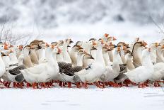 Domestic Geese Outdoor in Winter-aabeele-Laminated Photographic Print