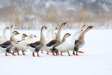 Domestic Geese Outdoor in Winter-aabeele-Laminated Photographic Print