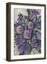 Aaliyah painterly English roses-Rosana Laiz Garcia-Framed Giclee Print