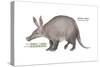 Aardvark or Antbear (Orycteropus Afer), Mammals-Encyclopaedia Britannica-Stretched Canvas