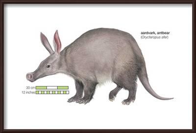 Aardvark Or Antbear Orycteropus Afer Mammals Prints Encyclopaedia Britannica Allposters Com