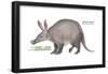 Aardvark or Antbear (Orycteropus Afer), Mammals-Encyclopaedia Britannica-Framed Poster