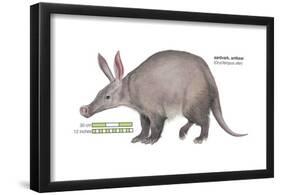 Aardvark or Antbear (Orycteropus Afer), Mammals-Encyclopaedia Britannica-Framed Poster