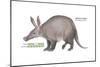 Aardvark or Antbear (Orycteropus Afer), Mammals-Encyclopaedia Britannica-Mounted Poster