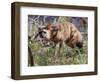 Aardwolf, Kenya, 2018-Eric Meyer-Framed Photographic Print