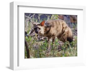 Aardwolf, Kenya, 2018-Eric Meyer-Framed Photographic Print