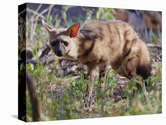 Aardwolf, Kenya, 2018-Eric Meyer-Stretched Canvas