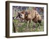 Aardwolf, Kenya, 2018-Eric Meyer-Framed Photographic Print