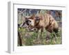 Aardwolf, Kenya, 2018-Eric Meyer-Framed Photographic Print