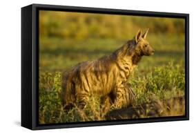 Aardwolf, Ngorongoro Conservation Area, Tanzania-Paul Souders-Framed Stretched Canvas