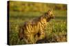 Aardwolf, Ngorongoro Conservation Area, Tanzania-Paul Souders-Stretched Canvas