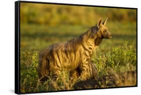 Aardwolf, Ngorongoro Conservation Area, Tanzania-Paul Souders-Framed Stretched Canvas