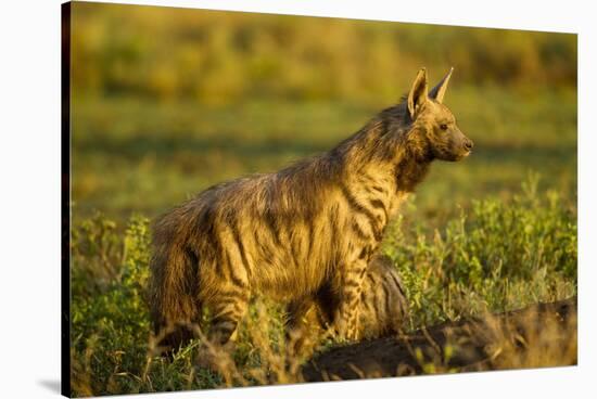 Aardwolf, Ngorongoro Conservation Area, Tanzania-Paul Souders-Stretched Canvas