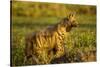 Aardwolf, Ngorongoro Conservation Area, Tanzania-Paul Souders-Stretched Canvas