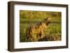 Aardwolf, Ngorongoro Conservation Area, Tanzania-Paul Souders-Framed Premium Photographic Print