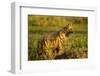 Aardwolf, Ngorongoro Conservation Area, Tanzania-Paul Souders-Framed Premium Photographic Print