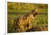 Aardwolf, Ngorongoro Conservation Area, Tanzania-Paul Souders-Framed Photographic Print