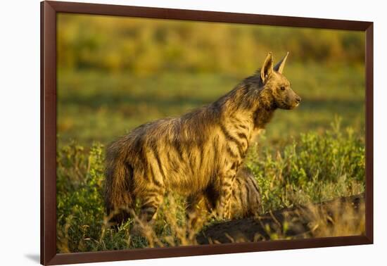 Aardwolf, Ngorongoro Conservation Area, Tanzania-Paul Souders-Framed Photographic Print