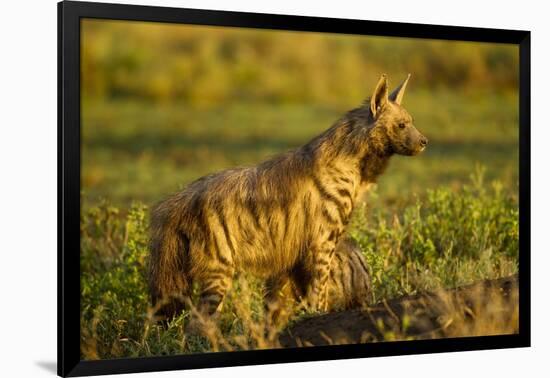 Aardwolf, Ngorongoro Conservation Area, Tanzania-Paul Souders-Framed Photographic Print