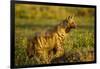 Aardwolf, Ngorongoro Conservation Area, Tanzania-Paul Souders-Framed Photographic Print