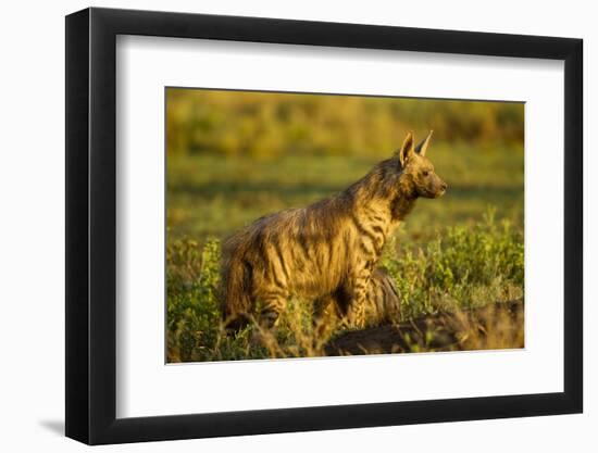 Aardwolf, Ngorongoro Conservation Area, Tanzania-Paul Souders-Framed Photographic Print