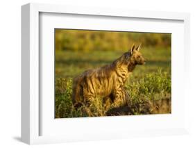 Aardwolf, Ngorongoro Conservation Area, Tanzania-Paul Souders-Framed Photographic Print