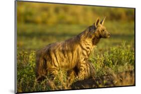 Aardwolf, Ngorongoro Conservation Area, Tanzania-Paul Souders-Mounted Photographic Print