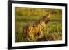 Aardwolf, Ngorongoro Conservation Area, Tanzania-Paul Souders-Framed Photographic Print