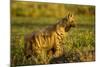 Aardwolf, Ngorongoro Conservation Area, Tanzania-Paul Souders-Mounted Photographic Print