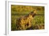 Aardwolf, Ngorongoro Conservation Area, Tanzania-Paul Souders-Framed Photographic Print