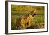 Aardwolf, Ngorongoro Conservation Area, Tanzania-Paul Souders-Framed Photographic Print