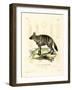 Aardwolf-null-Framed Giclee Print