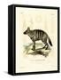 Aardwolf-null-Framed Stretched Canvas